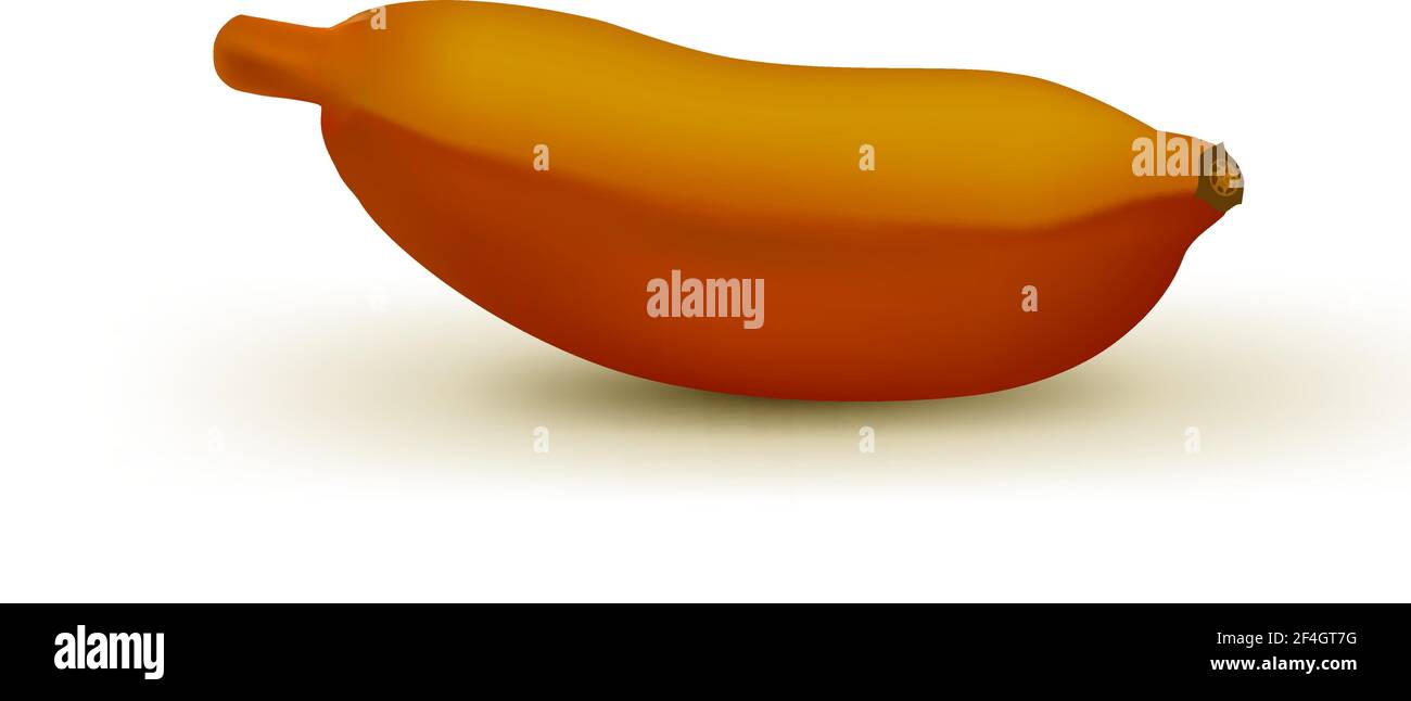 Banana marrone realistica del bambino isolata su sfondo bianco. Frutta tropicale. Illustrazione vettoriale realistica Illustrazione Vettoriale