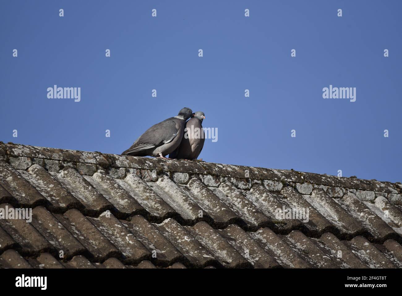 Coppia di Pecking comune Woodpigeons (Turdus merula) appollaiato su un tetto piastrellato in pendenza in Staffordshire in primavera, un collo di Pecking dell'altro Foto Stock