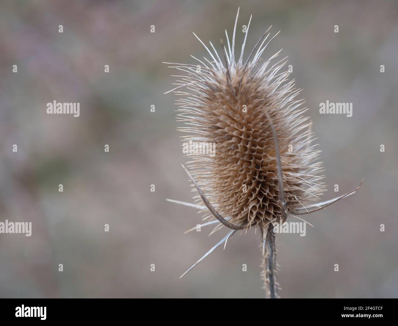 Primo piano della testa di fioritura asciutta. Dipsacus sativus, testa secca di teasel selvatico in natura, fuoco selettivo, fondo di bokeh beige Foto Stock