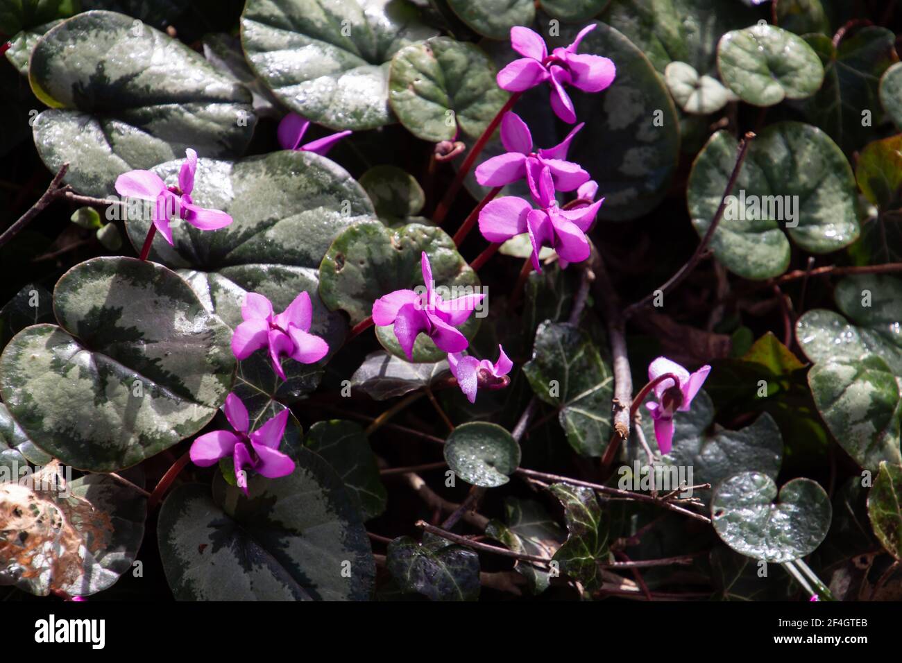 Fiore di ciclamino europeo, chiamato anche purascangine di ciclamino o Alpenveilchen Foto Stock