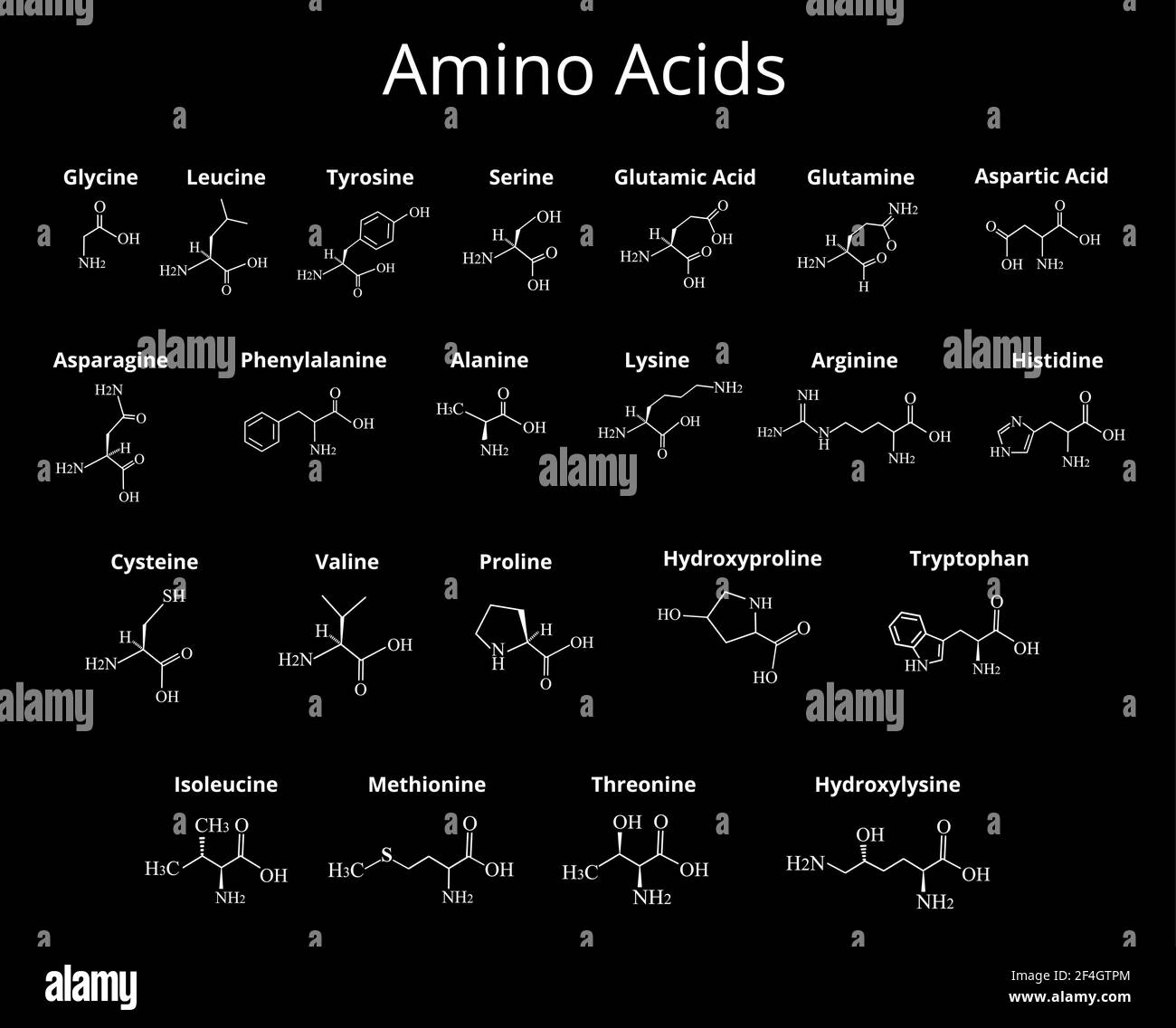 Aminoacidi. Formula molecolare chimica degli amminoacidi. Illustrazione vettoriale su sfondo isolato Illustrazione Vettoriale