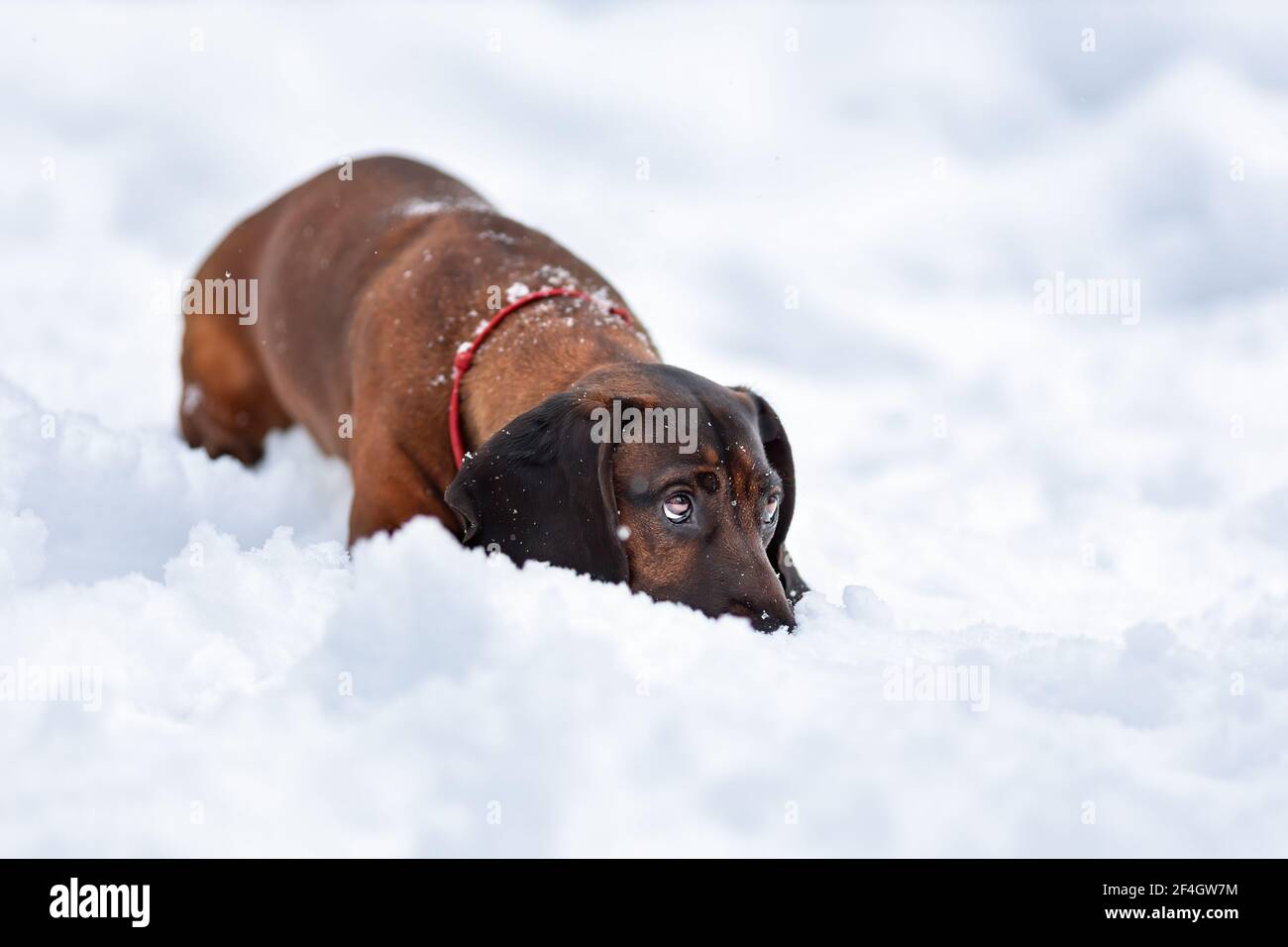 Giovane cane di montagna bavarese sdraiato sulla neve a. natura invernale Foto Stock