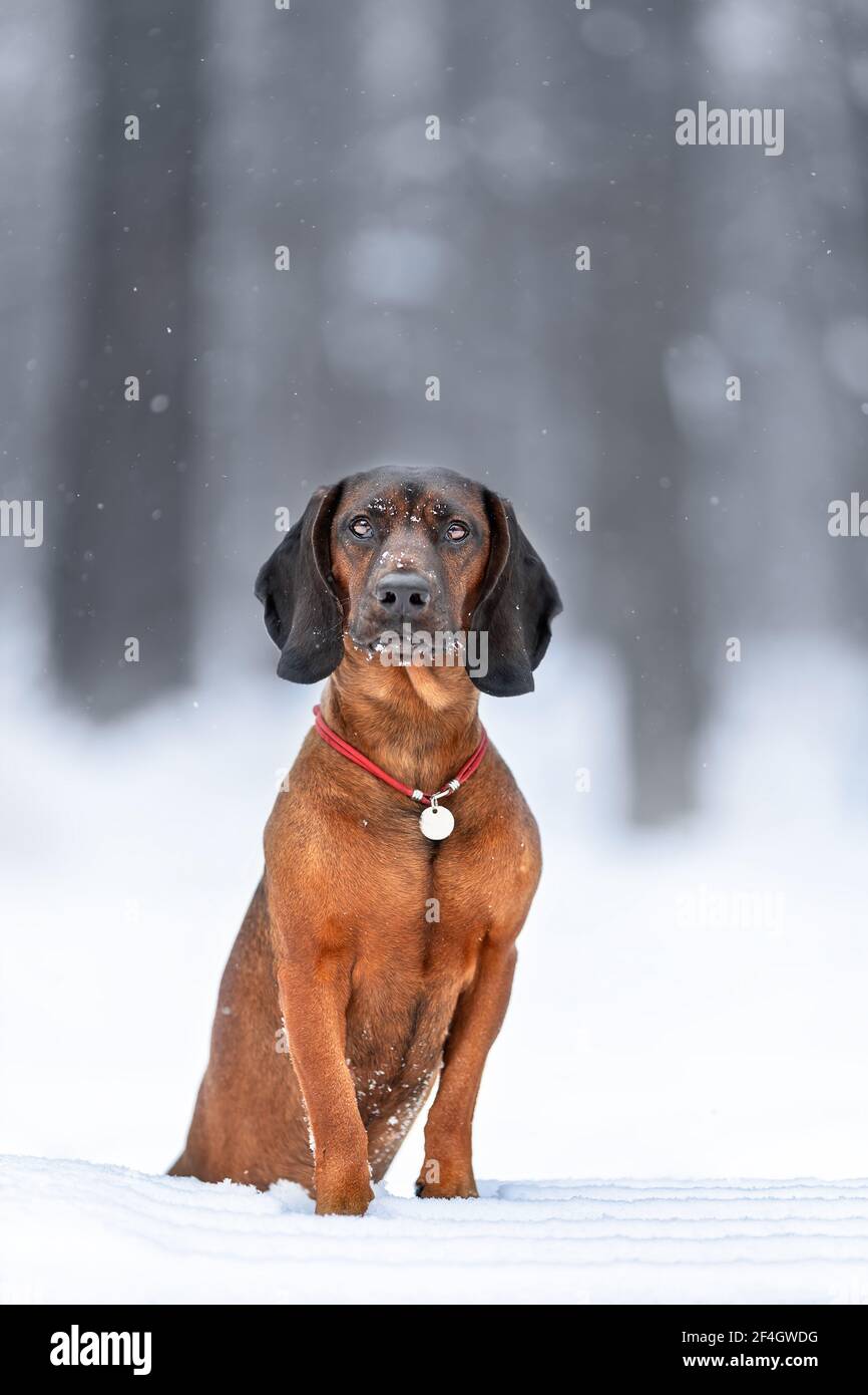Giovane cane di montagna bavarese che posa in inverno la natura sopra neve Foto Stock