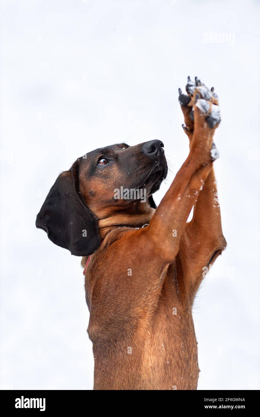 Divertenti trucchi di addestramento del cane di cane di montagna bavarese alla natura invernale sulla neve Foto Stock