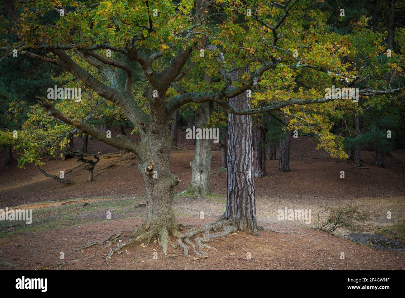 Oak Tree Forest in autunno, Sandy Pit, Esher Commons, Surrey, Regno Unito Foto Stock