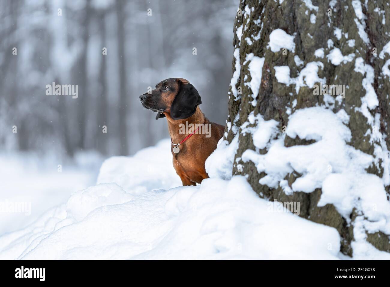 Giovane cane di montagna bavarese in piedi alla natura invernale neve Foto Stock