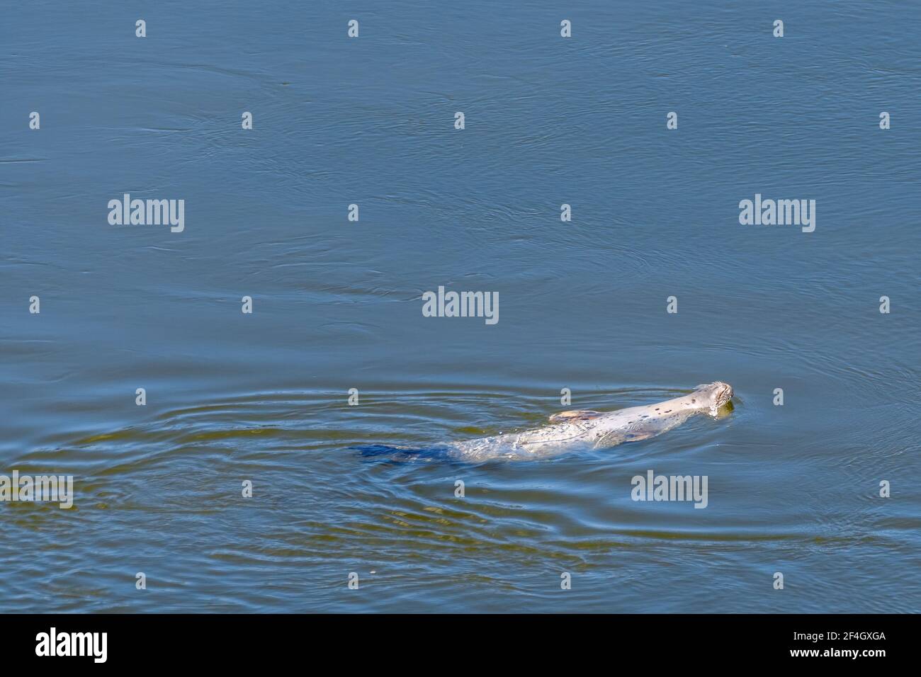 Una foca comune (Phoca vitulina) che nuota sulle spalle e si rilassa in una giornata di sole. L'acqua è calma. Foto Stock