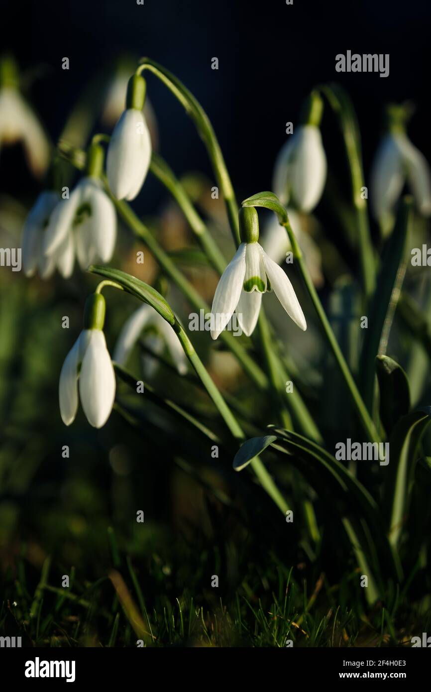 Spazzaneve bianca in fiore o Galanthus nivalis sullo sfondo della foresta. Giornata di primavera soleggiata, primo piano, profondità poco profonde del campo, sfondo scuro Foto Stock