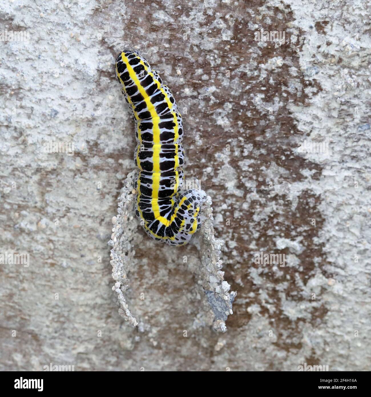 Toadflax Brocade caterpillar costruire pupe raccogliere materiale pupe Foto Stock