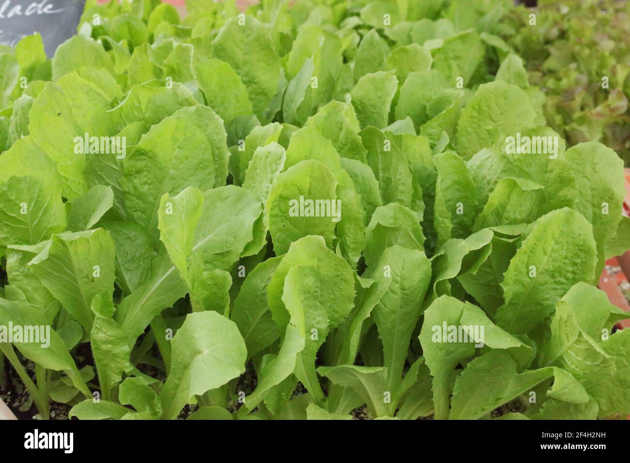 insalata verde nel mercato Foto Stock