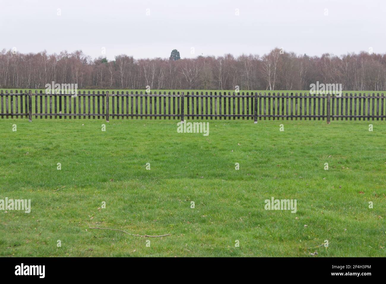 Sfondo con spazio di copia del campo verde con fence e. foresta dietro Foto Stock