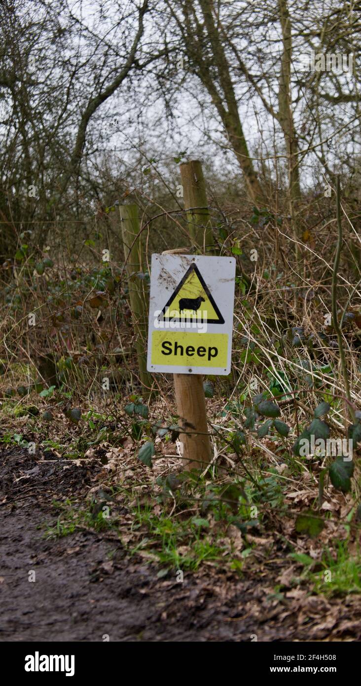 Cartello di avvertimento sul posto in campagna che dice pecore con grafica Foto Stock