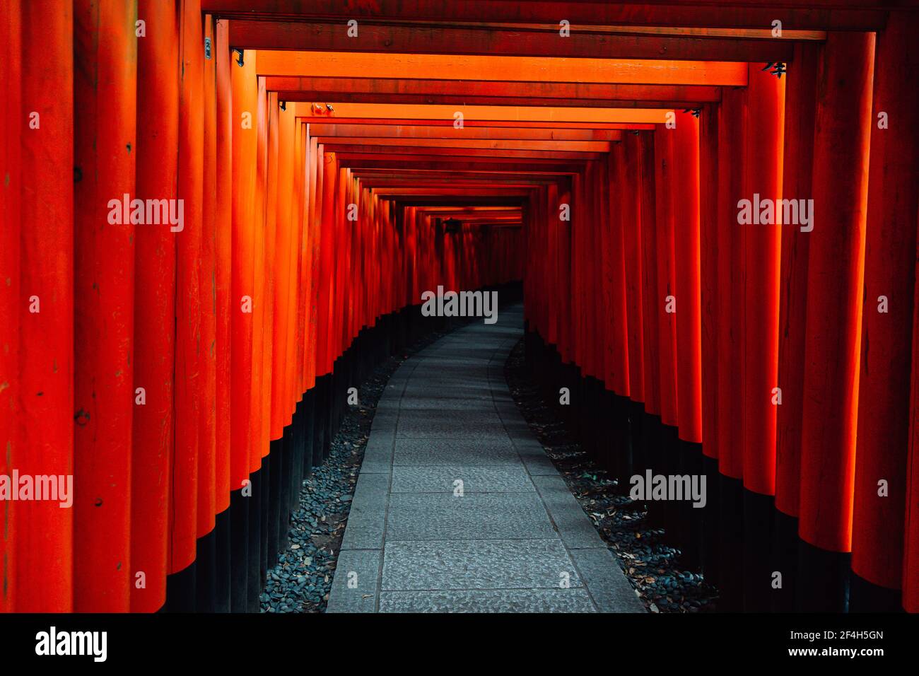 Percorso torii porte al Santuario di Fushimi Inari di notte e pioggia Kyoto, Giappone. Foto Stock
