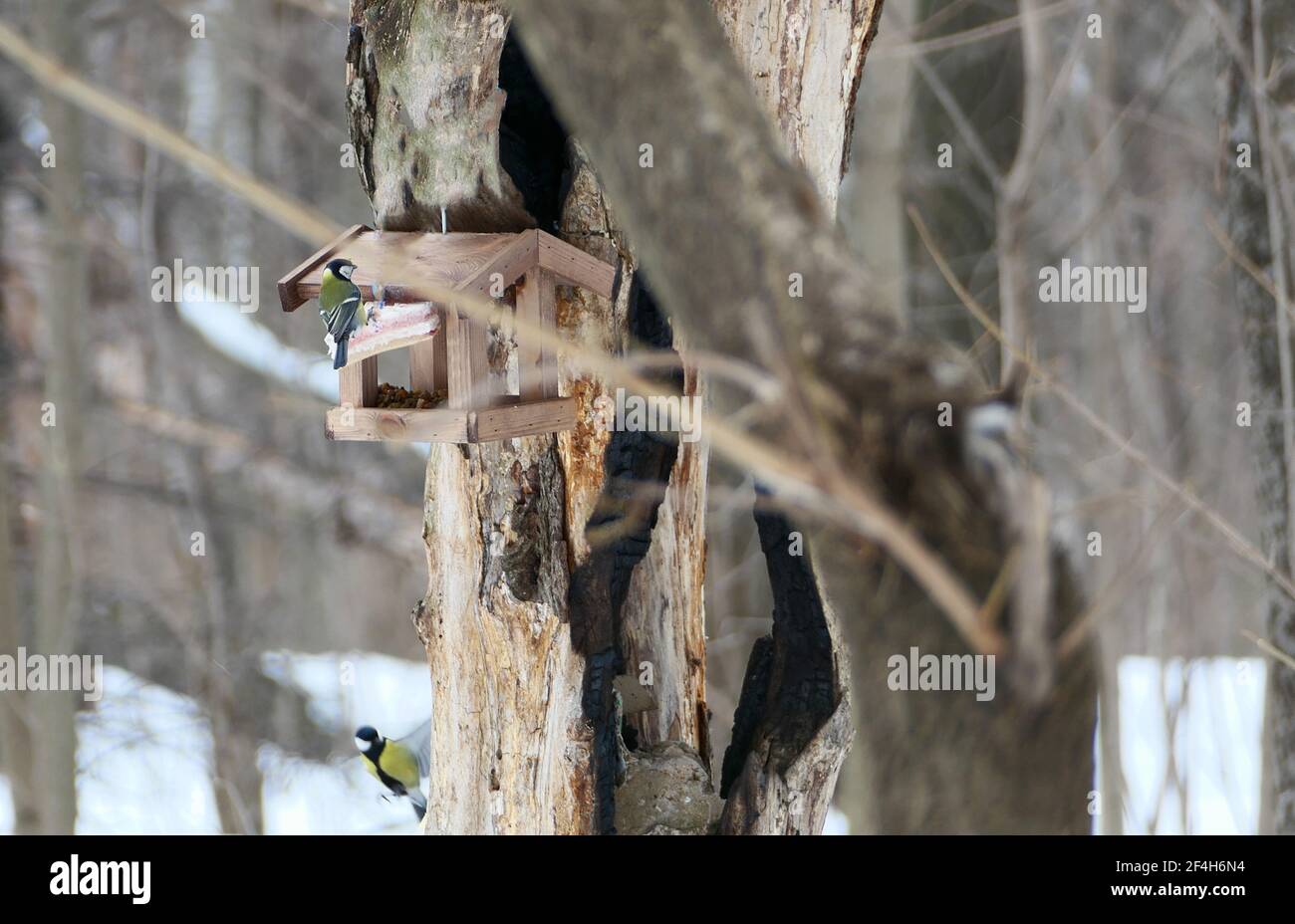 Alimentatore di uccelli in inverno su un albero. Uccelli che svernano nei boschi o nel parco. Foto Stock