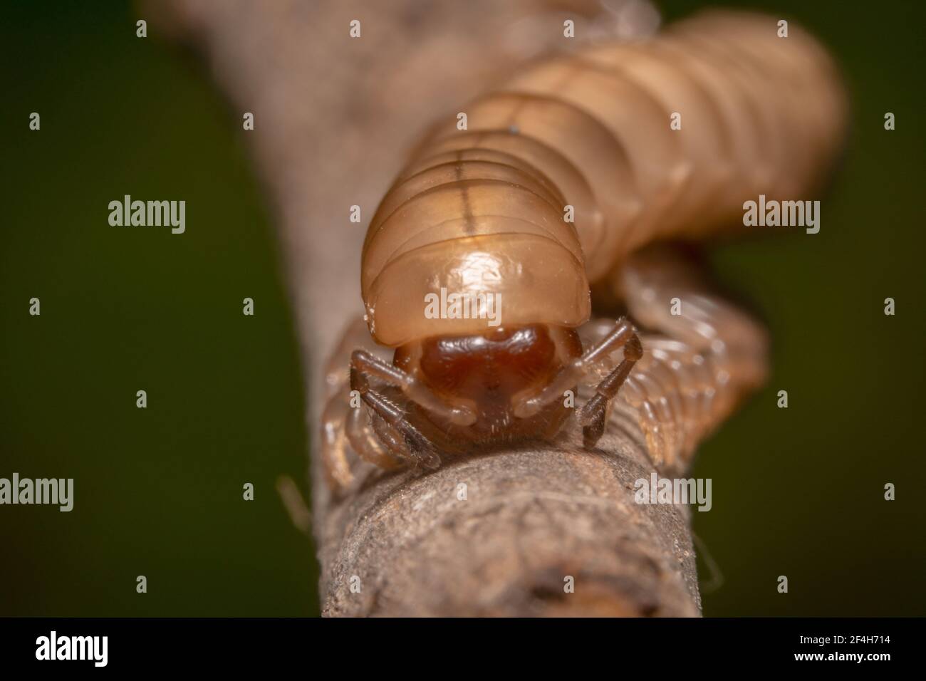 Giallo chiaro/marrone millipede mezzo corpo colpo strisciando su bastone Foto Stock