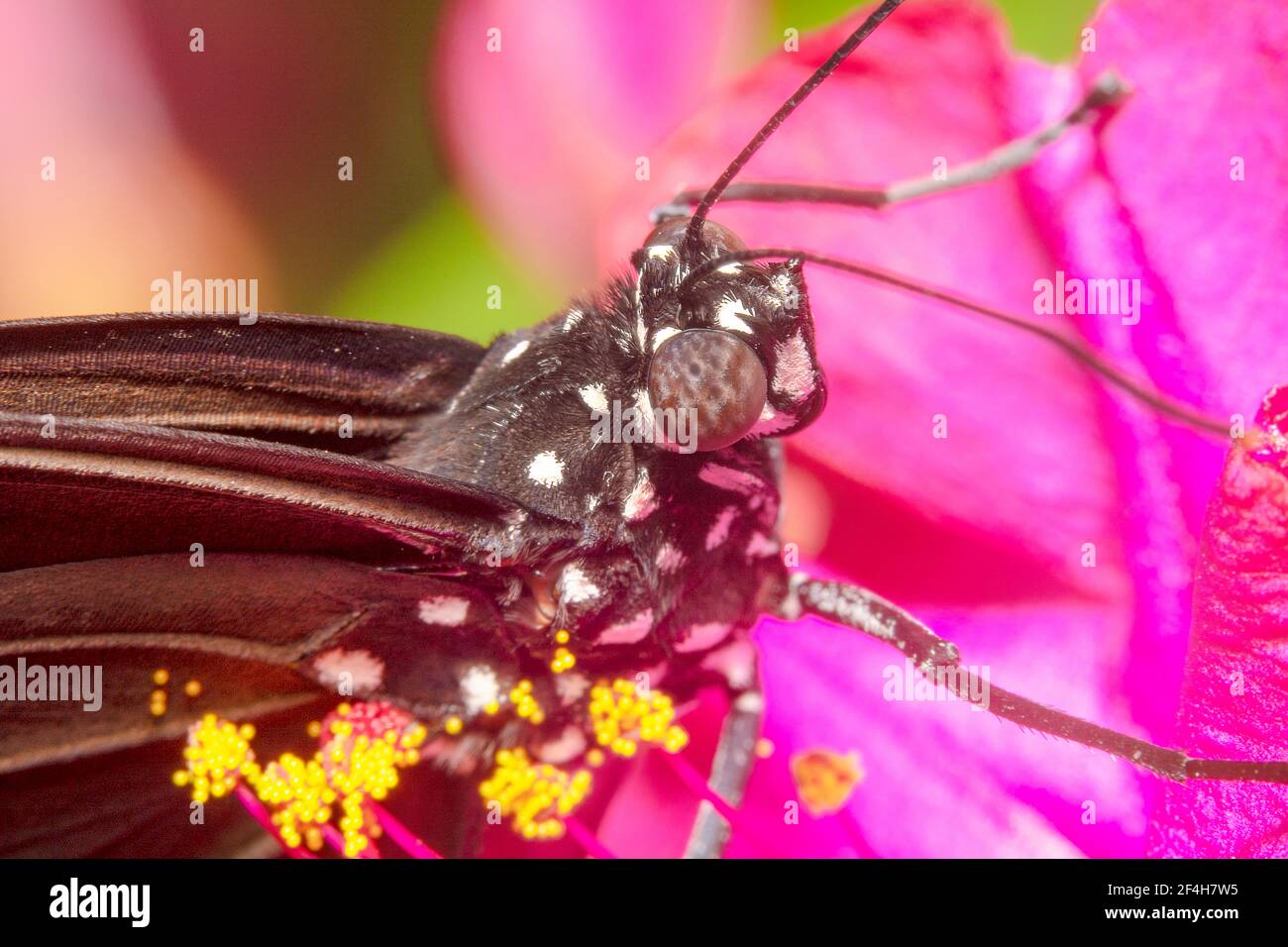 Farfalla nera con forte ali Foto Stock