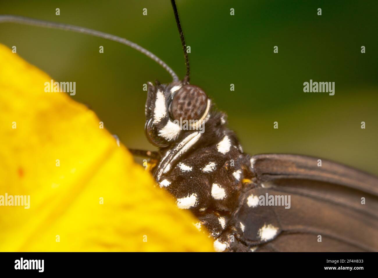 Occhi bianchi e neri di una farfalla di corvo Foto Stock