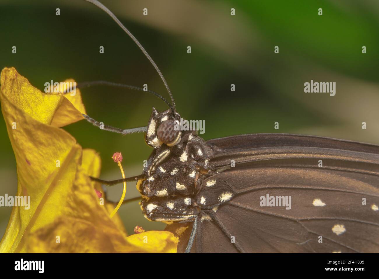 Ali forti e farfalla nera macchiata seduta su un giallo fiore Foto Stock