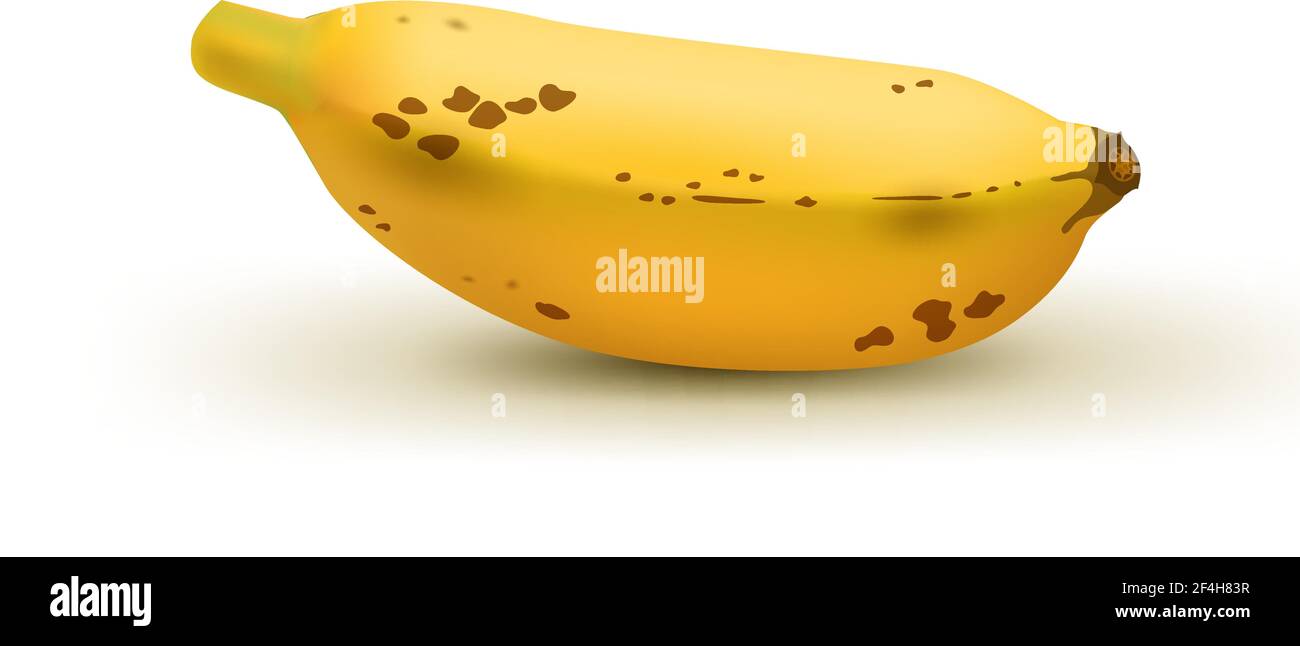 Banana marrone realistica del bambino isolata su sfondo bianco. Frutta tropicale. Illustrazione vettoriale realistica Illustrazione Vettoriale