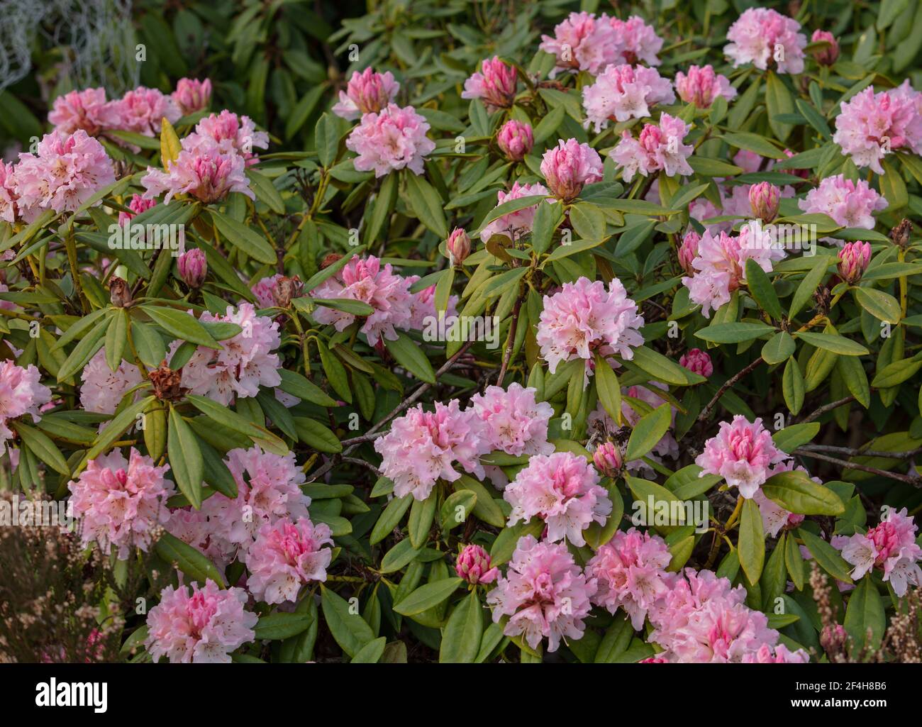 Una massa di fiori rosa pallido e boccioli rosa scuro di rhododendron natale allegria. Foto Stock