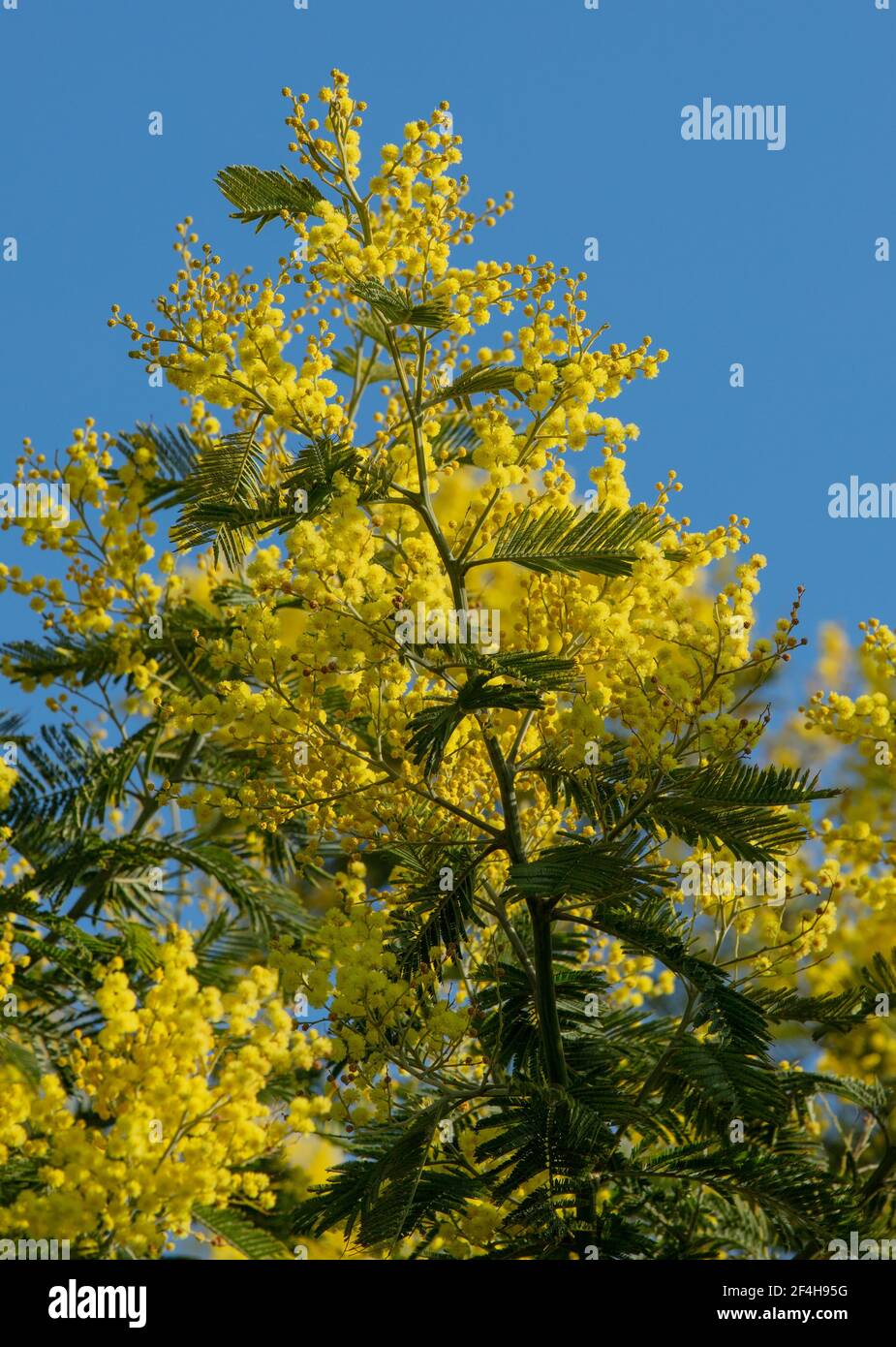 Ramo di fiori gialli di Acacia Dealbata visto contro il cielo blu d'inverno. Foto Stock