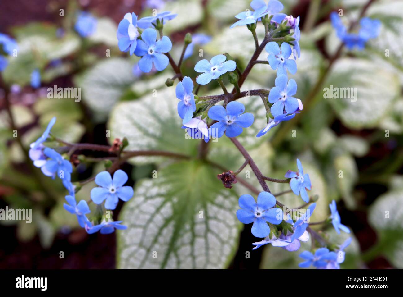 Brunnera macrophylla ‘Jack Frost’ Great Forget-me-Not Jack Frost – spruzzi di fiori blu vividi e foglie verdi a forma di cuore, marzo, Inghilterra, Regno Unito Foto Stock