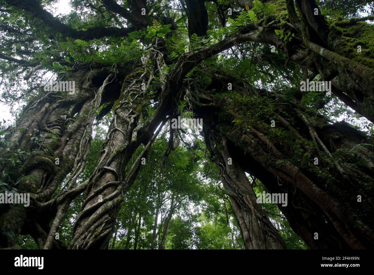 Baumriesen im Toppischen Regenwald rund um den Mount Batukaru im Zentrum Balis Foto Stock