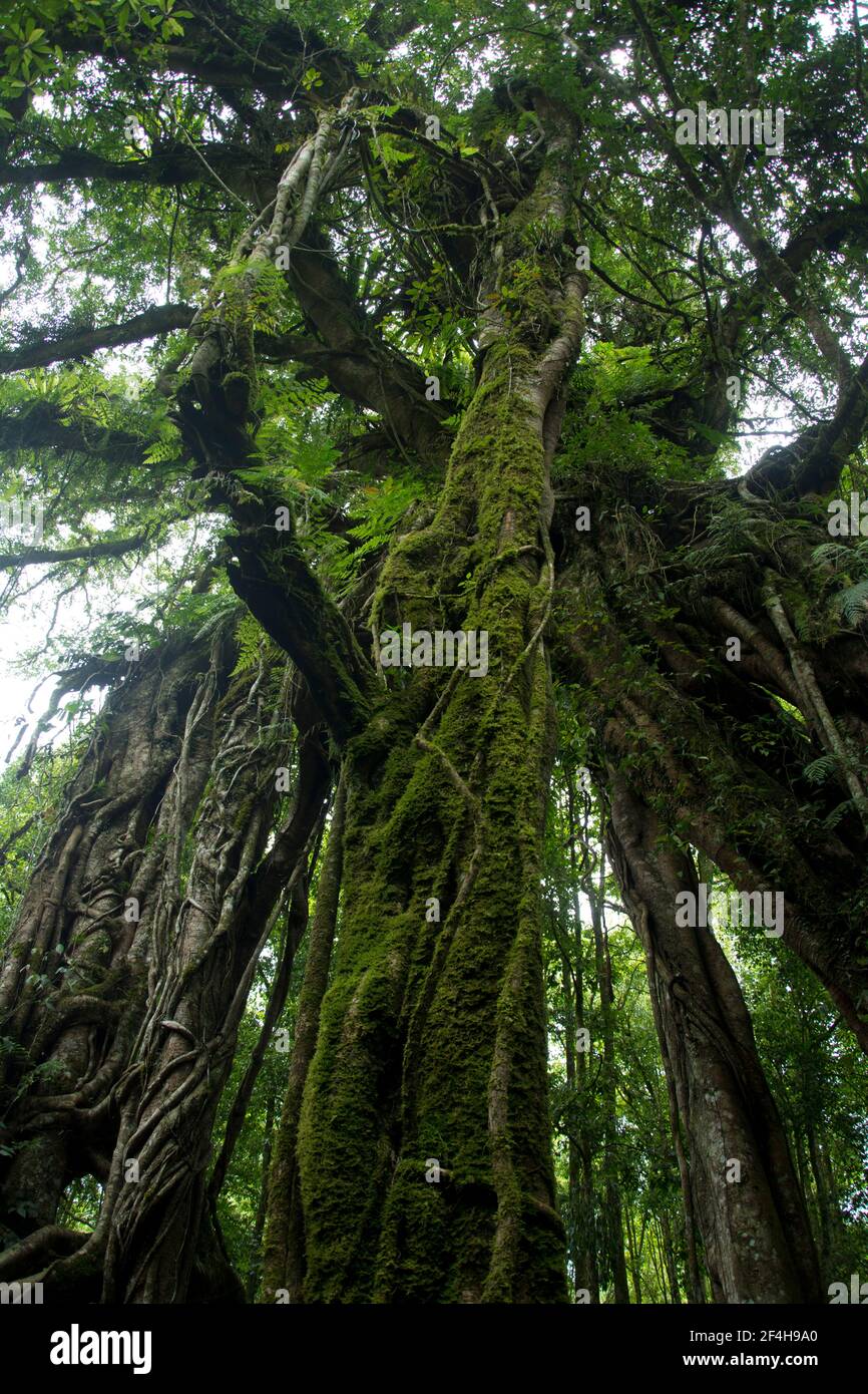 Baumriesen im Toppischen Regenwald rund um den Mount Batukaru im Zentrum Balis Foto Stock