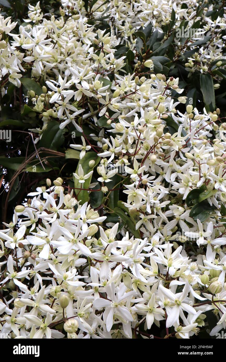 Clematis armandii ‘Snowdrift’ Armand clematis – impianto di arrampicata con grappoli di grandi fiori bianchi profumati a forma di stella, marzo, Inghilterra, Regno Unito Foto Stock