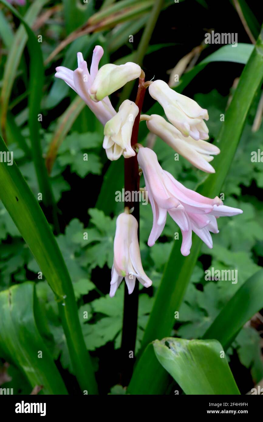Hyacinthus orientalis ‘Pink Festival’ Hyacinthus Pink Festival – lunghi fiori tubolari rosa con petali altamente ricorrenti, marzo, Inghilterra, Regno Unito Foto Stock