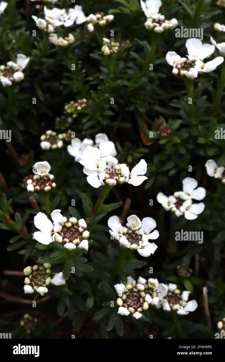 Iberis sempervirens ‘Fischbeck’ Candytuft Fischbeck – stretti grappoli di fiori bianchi con foglie di spatola, marzo, Inghilterra, Regno Unito Foto Stock