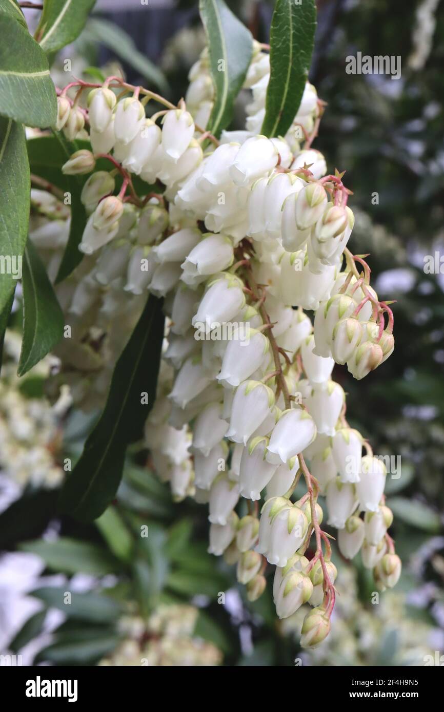 Pieris japonica ‘Debutante’ Japanese Andromeda Debutante – fiori bianchi a forma di urna con tepali verdi pallidi e foglie verdi, marzo, Inghilterra, Regno Unito Foto Stock