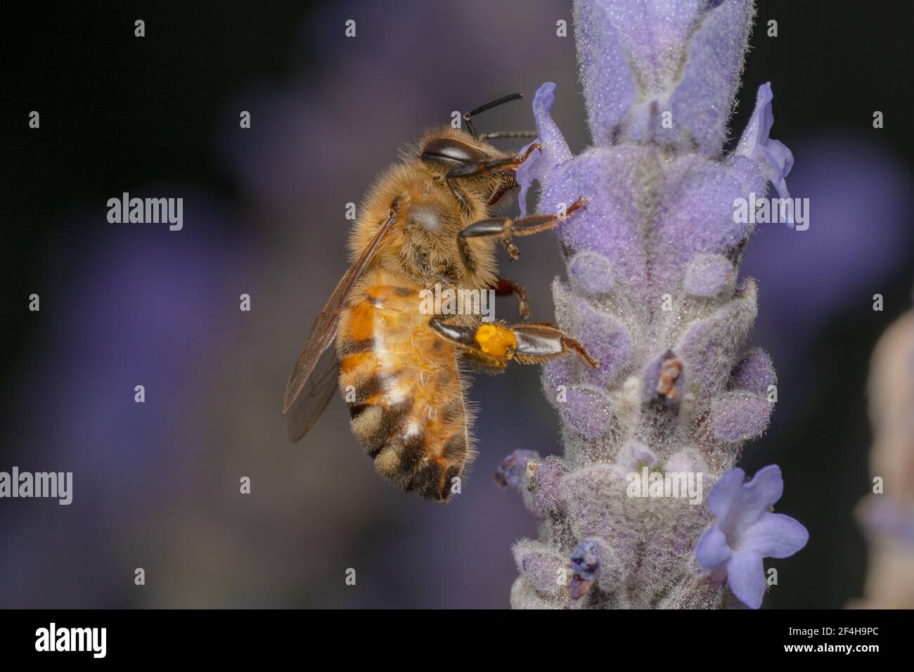 Ape di miele d'arancia con occhi neri incandescenti e polline su le sue gambe Foto Stock