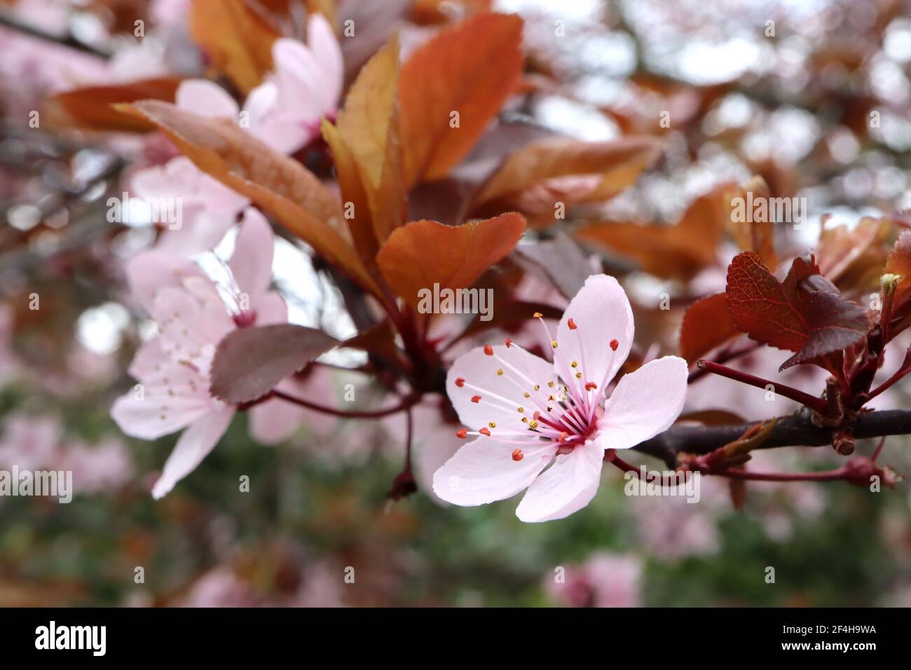Prunus cerasifera Pissardii Nigra viola ciliegia prugna – conchiglia rosa fiori a forma di ciotola, stocchi rossi, foglie marroni, marzo, Inghilterra, Regno Unito Foto Stock