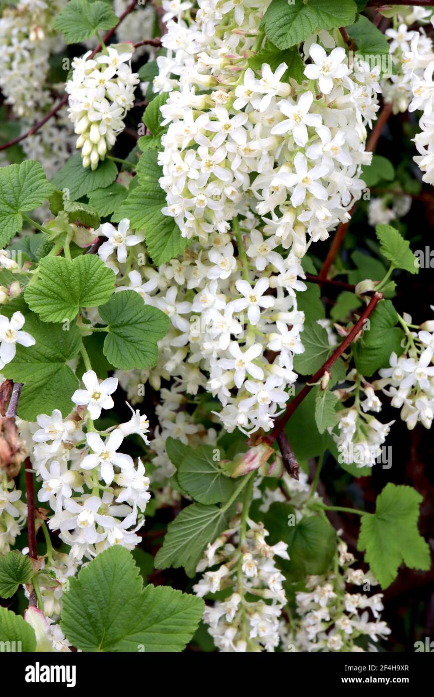 Ribes sangineum ‘White Icicle’ Flowering Currant White Icicle – Racemi di fiori bianchi e foglie verdi di palmate, marzo, Inghilterra, Regno Unito Foto Stock