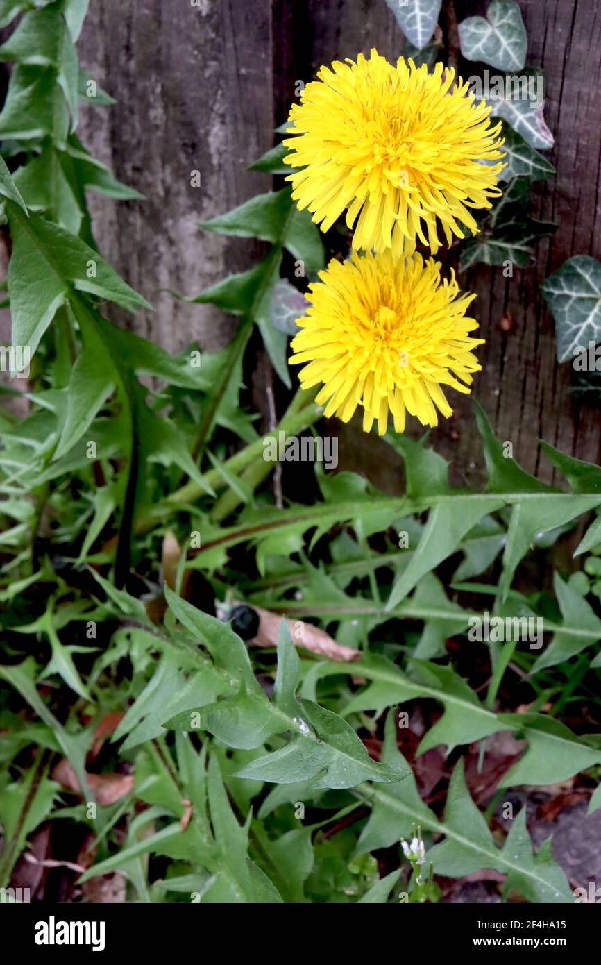 Taraxacum officinale dente di leone comune – fiori gialli multi-petalled con foglie verdi alate, marzo, Inghilterra, Regno Unito Foto Stock