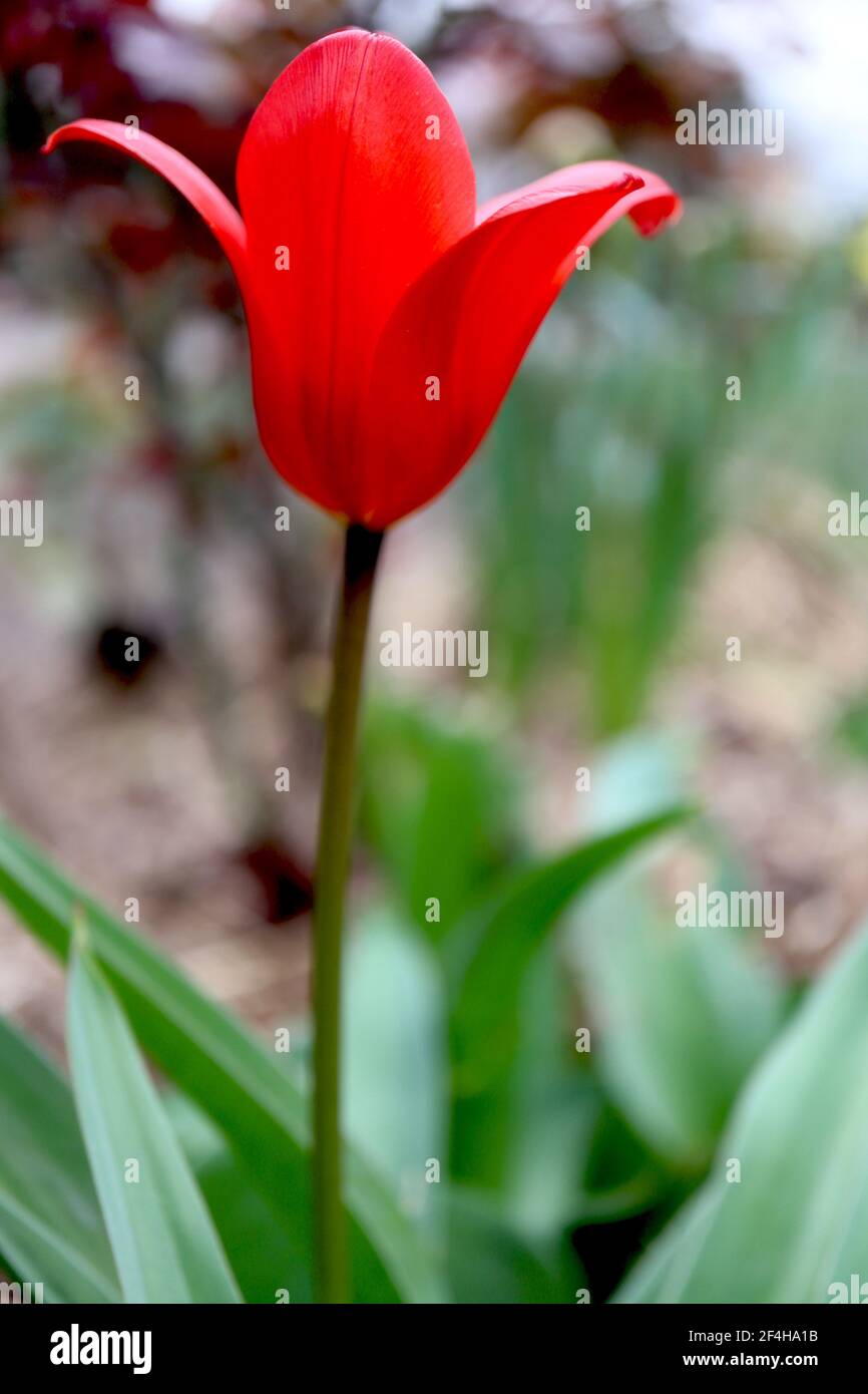 Tulipa ‘Showwinner’ kaufmanniana 12 tulipano vincitore dello spettacolo – tulipano rosso scarlatto nano, marzo, Inghilterra, Regno Unito Foto Stock