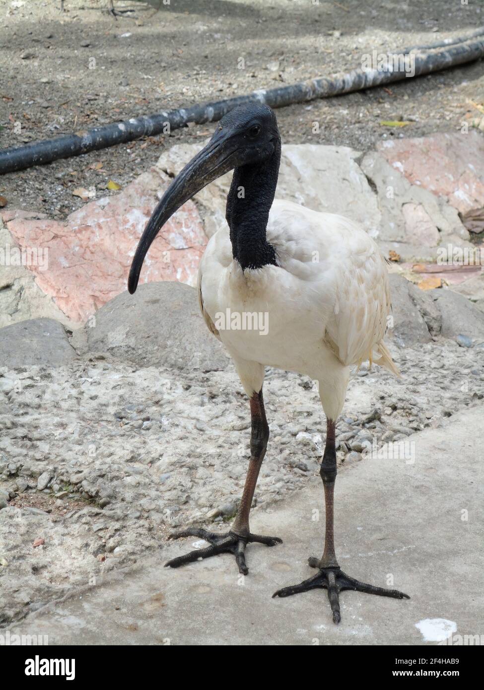 Un uccello africano sacro ibis in uno zoo Foto Stock