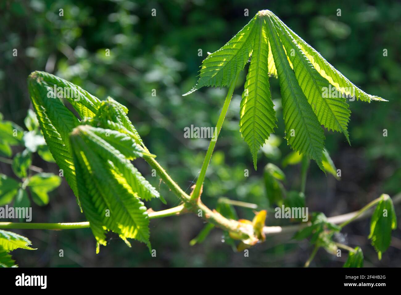 Die jungen Blätter einer Rosskastanie Foto Stock