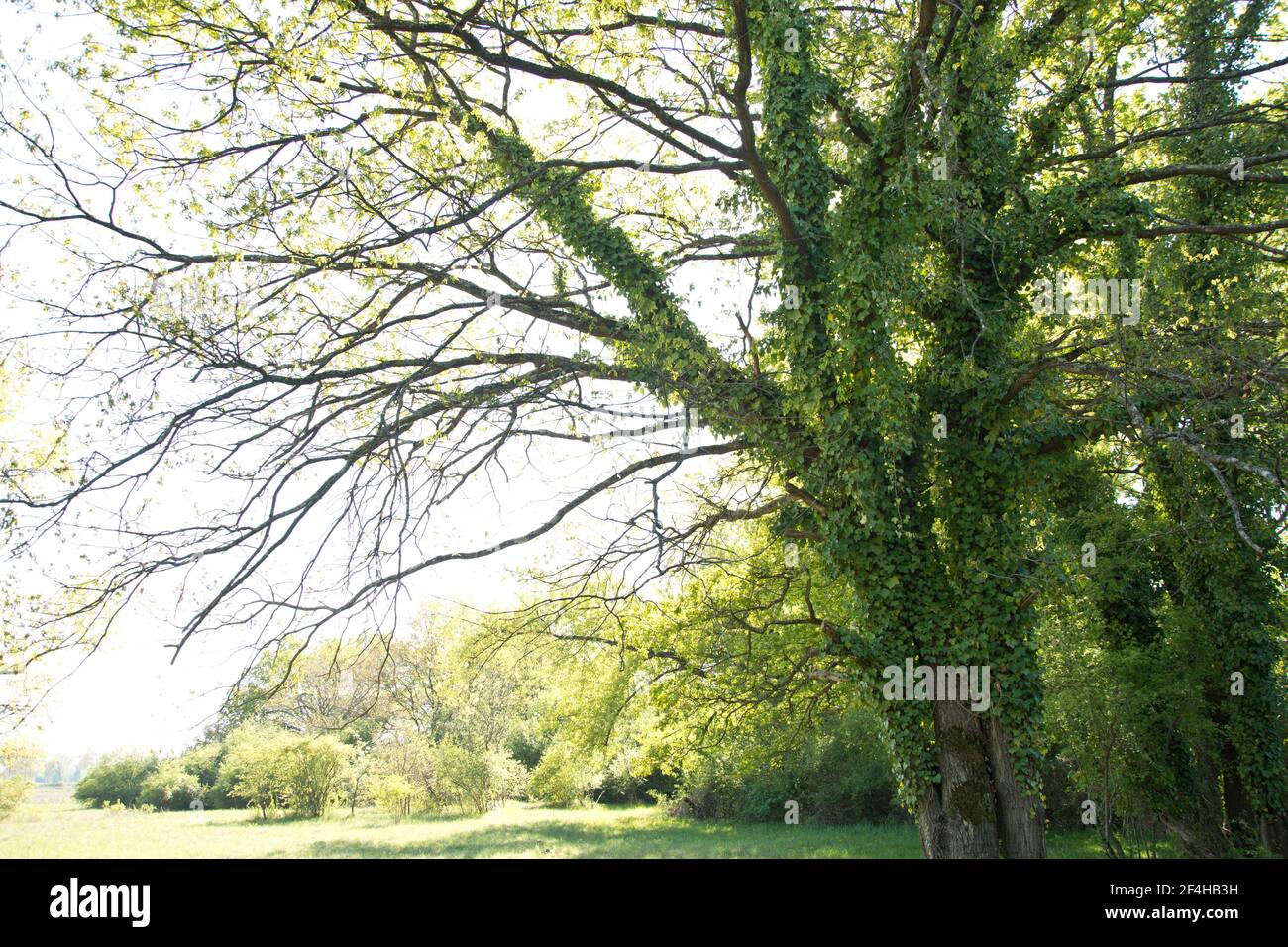 Altehrwürdige Lindenbäume im elsässischen Naturschutzgebiet Petite Camarque Alsacienne Foto Stock