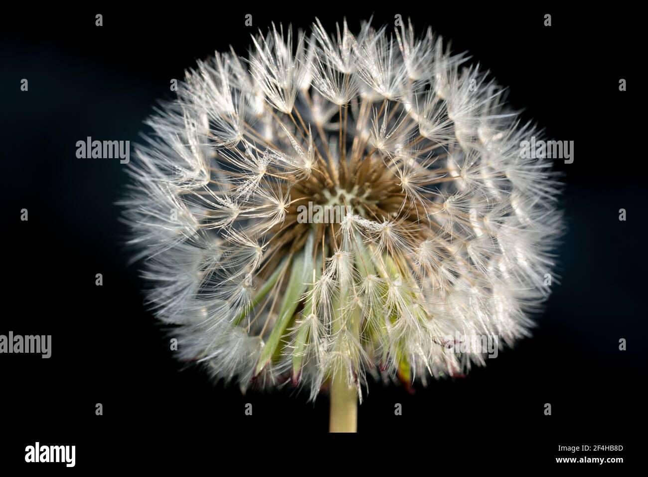 Primo piano di un fiore bianco incandescente dente di leone con nucleo interno a fuoco con sfondo nero Foto Stock Primo piano di un fiore bianco incandescente dente di leone con nucleo interno a fuoco con sfondo nero Foto Stock