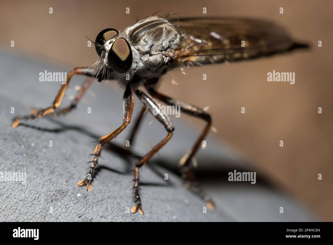 Closeup di insetti rapaci di mosca Asilidae o assassino volare con gambe spinose e occhi grandi seduti su pietra grigia dentro natura Foto Stock