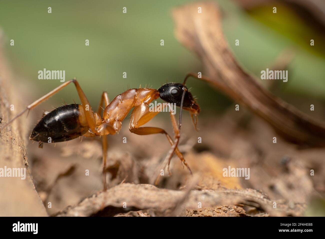 Zucchero d'arancia formica nel fango Foto Stock