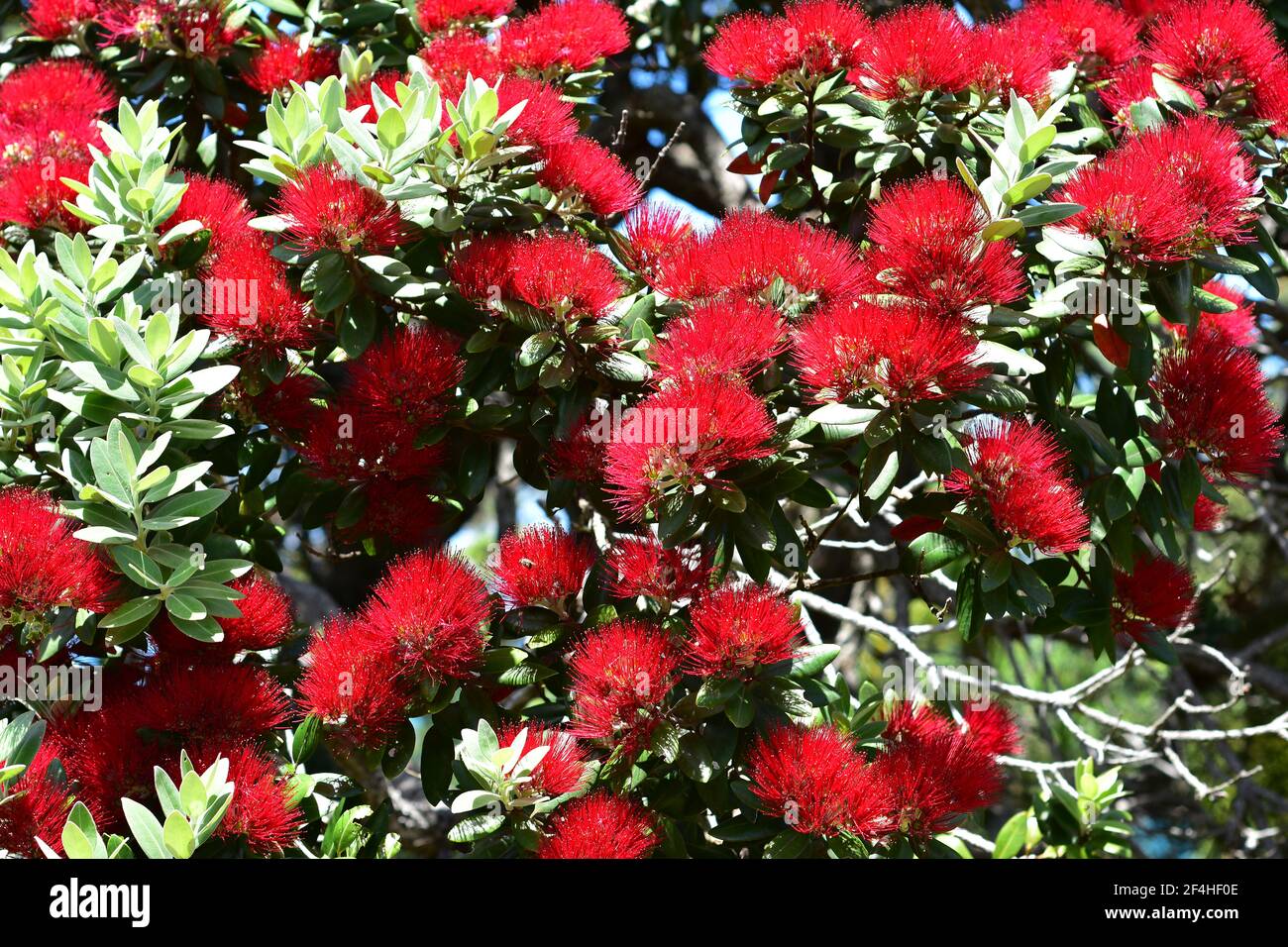 Mostra di pohutukawa rosso brillante fiorisce tra piccole foglie dure in luce intensa. Foto Stock