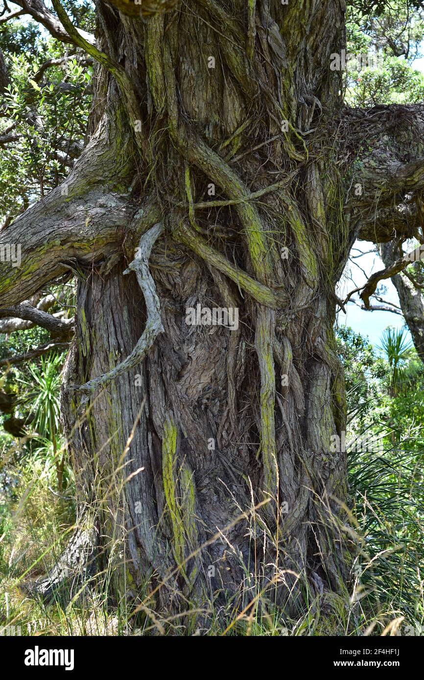 Particolare di tronco di vecchio grande albero di pohutukawa con corteccia intemperie e macchie verdi di muschio che creano habitat per numerosi organismi. Foto Stock