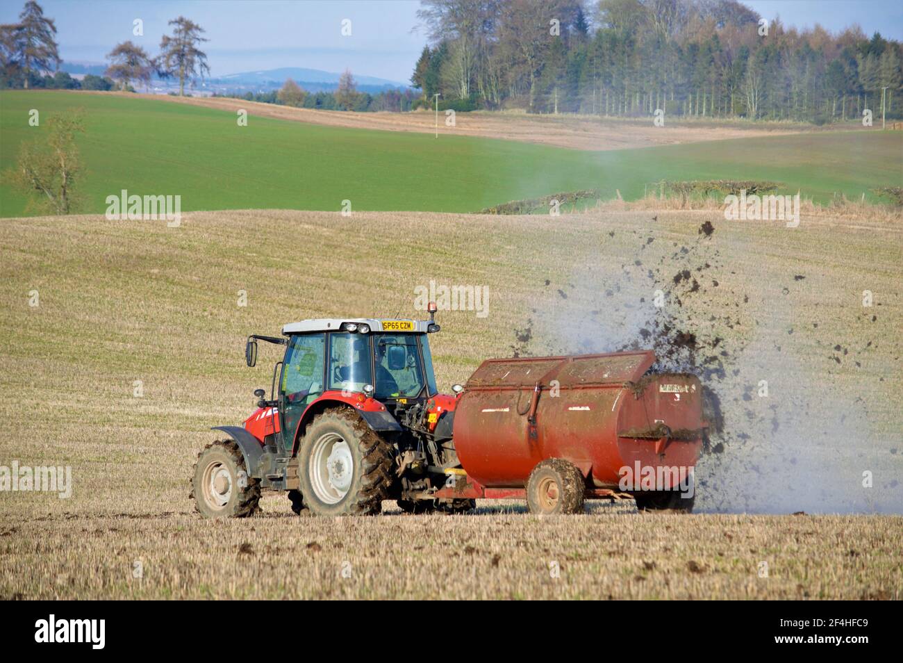 Spanditore per trattori Massy Ferguson con spanditore a canna rotante Marshall - Meikleour, Perthshire. Foto Stock