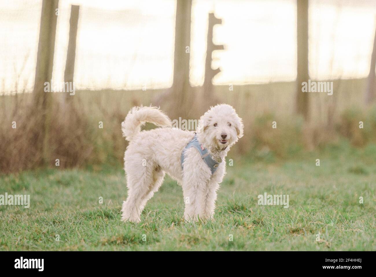 Cockapoo sorridente cane Foto Stock