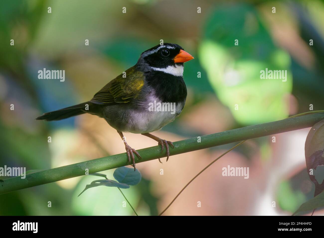 Passero di arance - Arremon aurantiirostris uccello in famiglia Passerellidae nella foresta verde, foresta pianeggiante umida in Belize, Costa Rica, Guatemala Foto Stock
