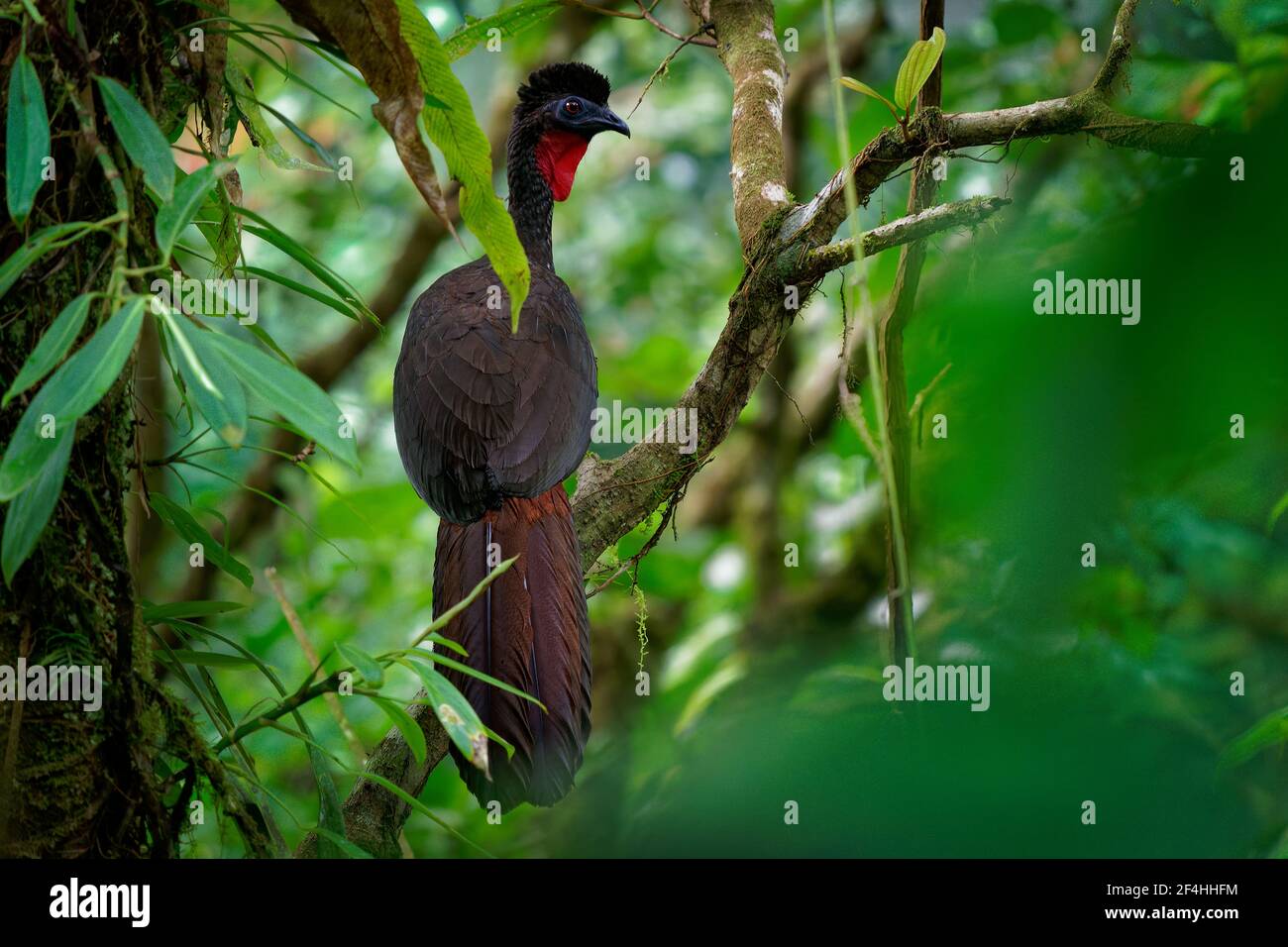 Guan crestato - Penelope purascens uccello crestato nero, antico gruppo di uccelli di Cracidae, trovato nei Neotropics, foreste delle pianure dal Messico An Foto Stock