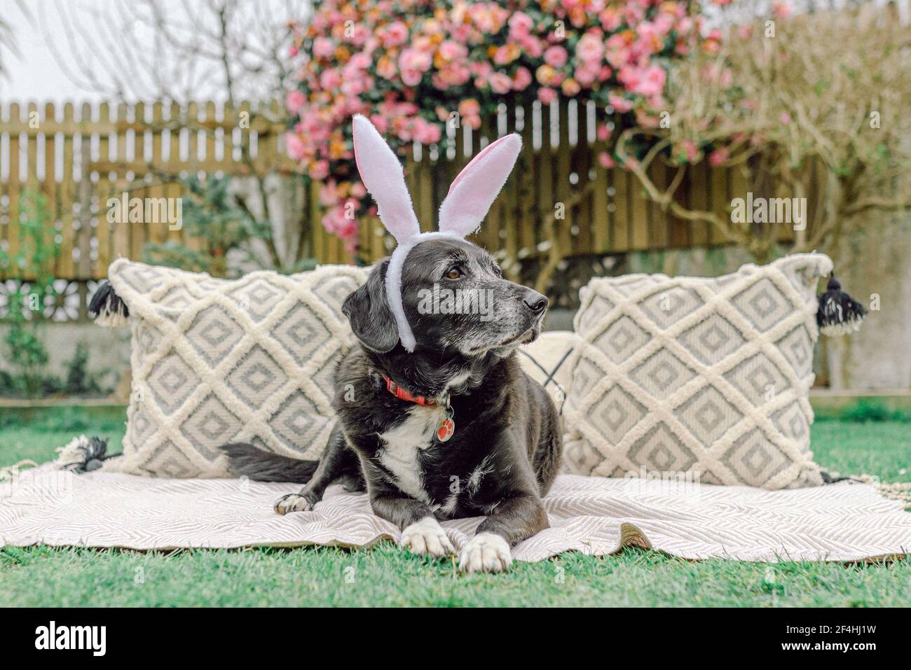 Cane di Pasqua vestito come coniglio coniglietto Foto Stock
